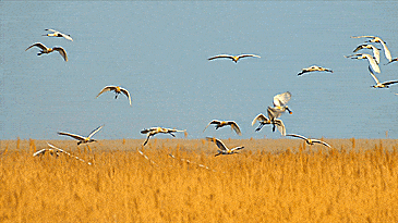 365_205gif 动态图 动图