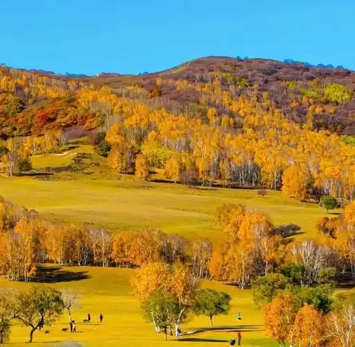 河北承德塞罕坝:秋日美景,令人心醉