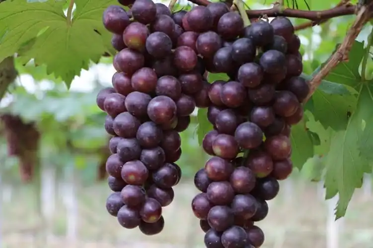 陆川夏季葡萄采摘观赏之旅正式启动