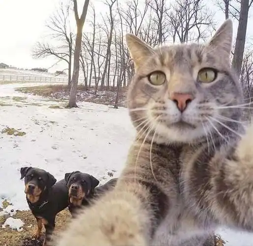 抖音猫咪自拍照表情包图片你肯定会喜欢的