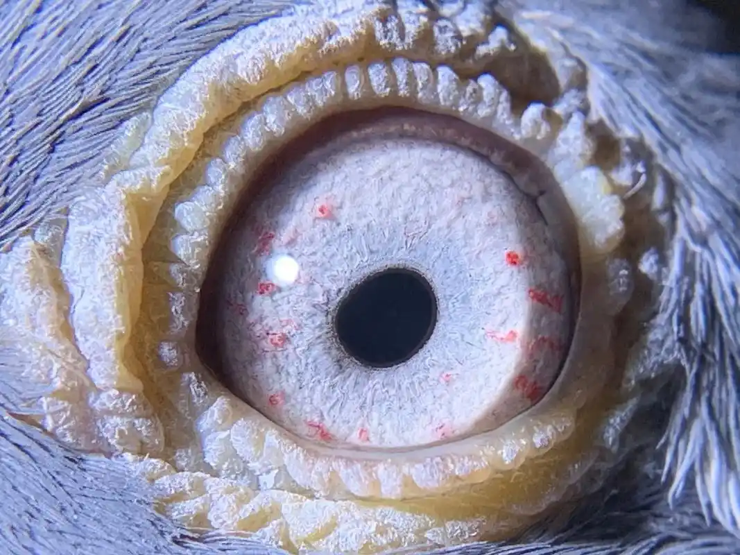 精品詹森老白眼种鸽