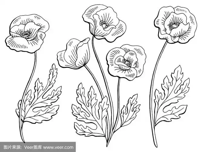 罂粟花图形黑白孤立素描插图矢量