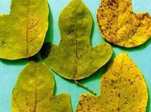 葛(粉葛)细菌性叶斑病