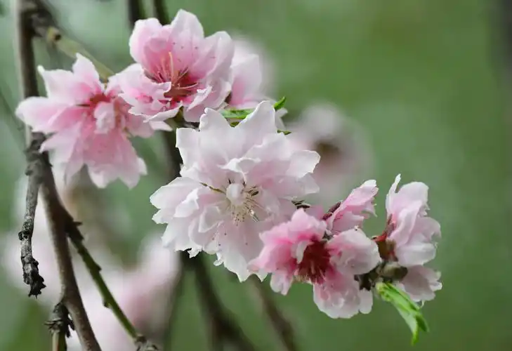 一棵刚刚"醒"来的桃树