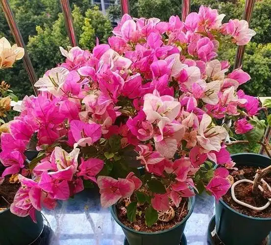 老妈每天"狂拍200张"的三角梅:一个爆花"小绝招",真心爱了