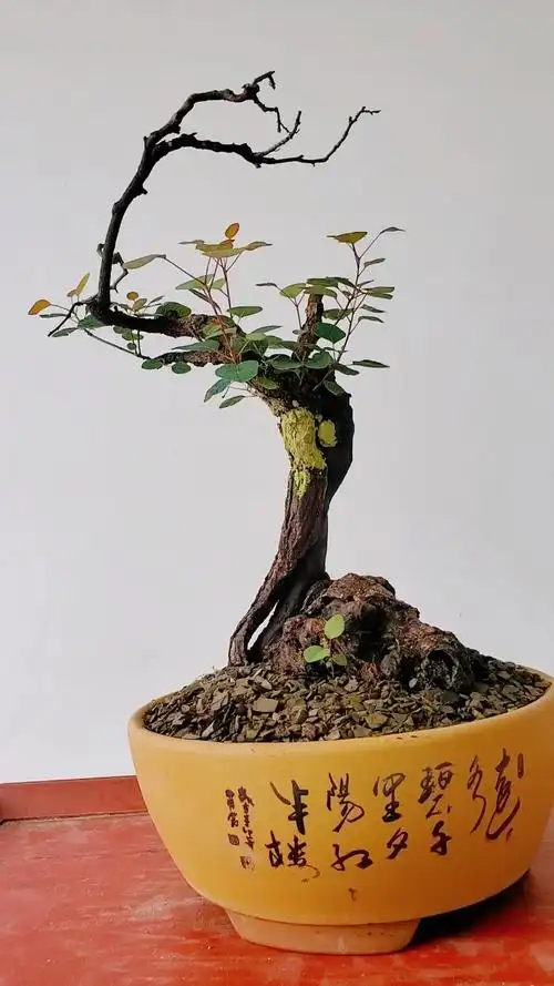 黄栌老桩盆景好漂亮!