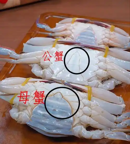 买梭子蟹不会挑?