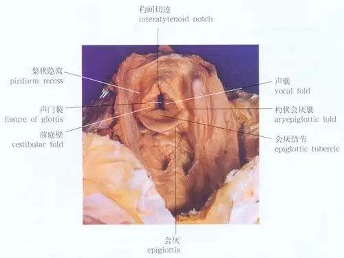人体喉口解剖示意图-人体解剖图