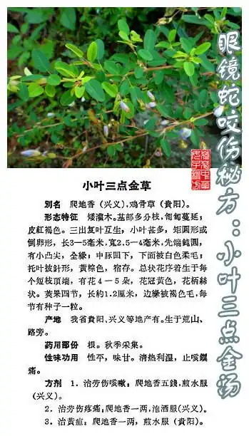 眼镜蛇咬伤秘方:小叶三点金汤