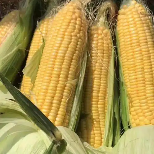 太阳花甜玉米