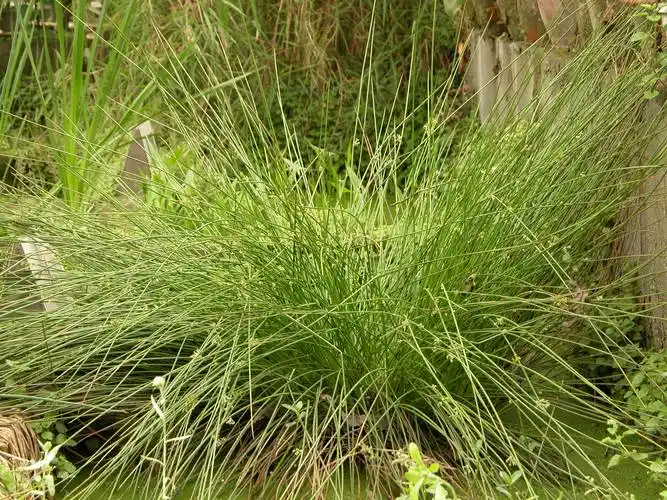 我见到的山东本土植物和园林栽培植物(252) 野灯心草_花被_灯芯草