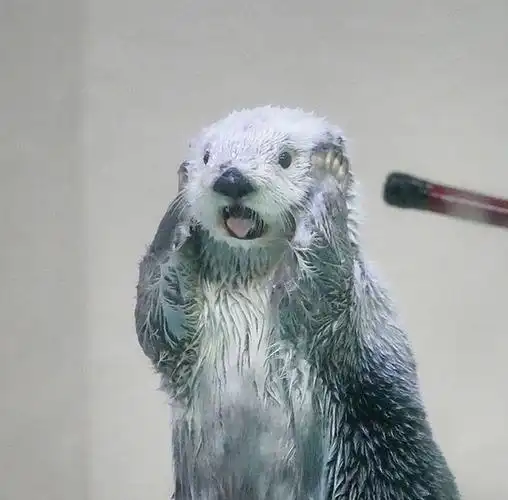 有姐妹有水獭宝宝的可爱头像嘛