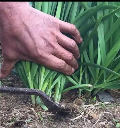 夜老师の大讲堂加盟科普割韭菜篇