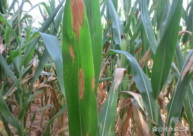 玉米叶斑病常见病害的种类,发病的原因,发生规律和综合防治对策