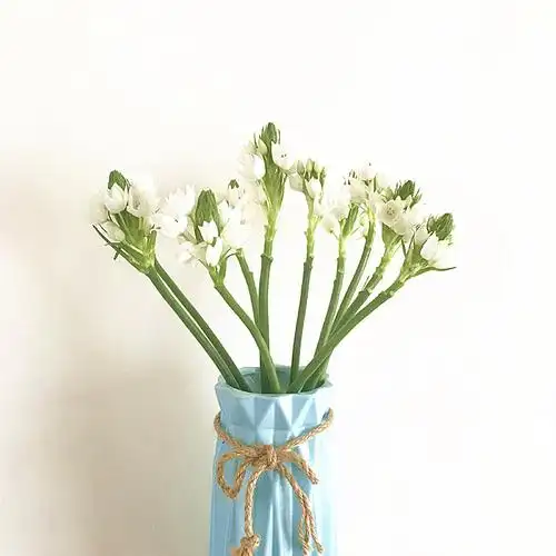 云南昆明新鲜雀梅鲜切花斗南基地直发家用水养送朋友