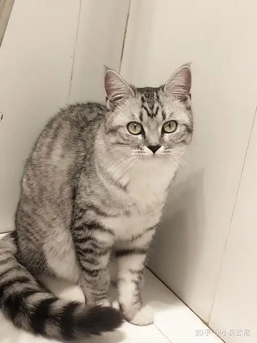 灰色狸花猫罕见吗?