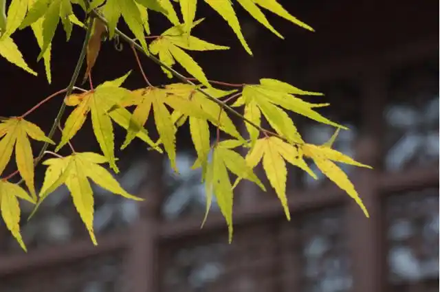 用iphone拍出背景虚化的小景深效果,摄影师告诉你该怎么玩
