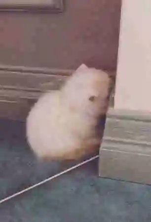 小猫被主人逼吃饭,早就腻歪,躲角落里委屈得扶墙哭!