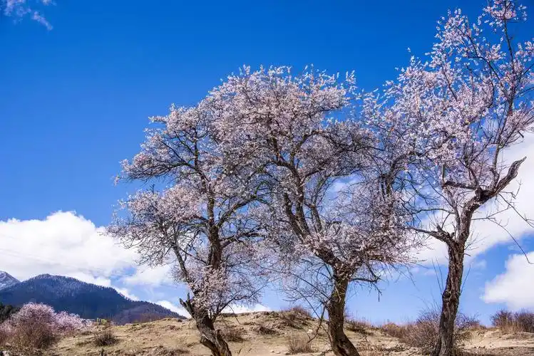 高大的桃树上开满桃花,如云似霞.