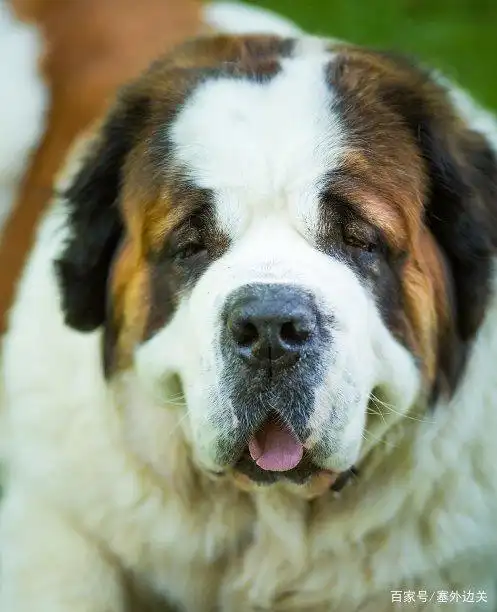 圣伯纳犬个性十分温顺,容易亲近,对小朋友十分宽容,忠于主人!