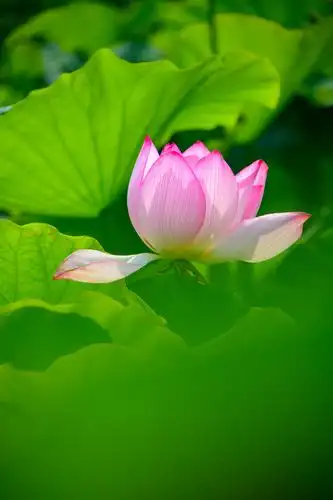 渌萍小荷叶,同此一水中.