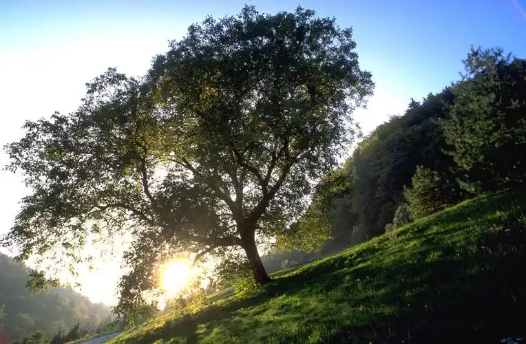 树木高清图片素材二(30p)[中国photoshop资源网|ps教程|psd模板|照片