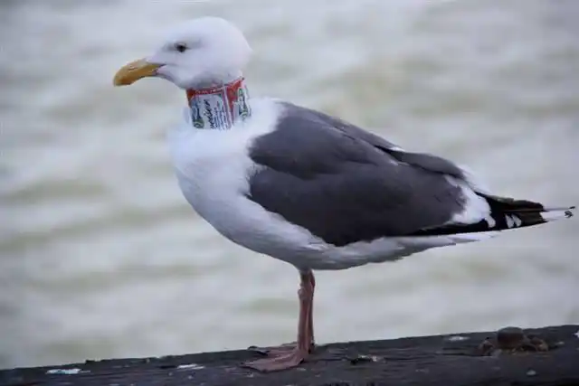 this is one of two seagulls spotted in the bay area with   beer