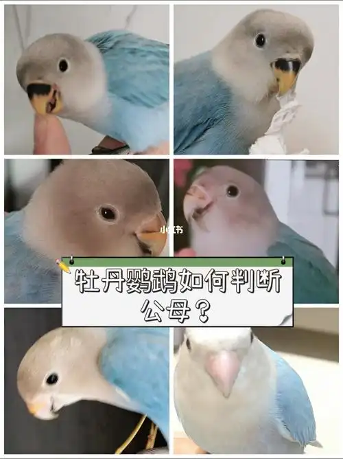 牡丹鹦鹉如何判断公母