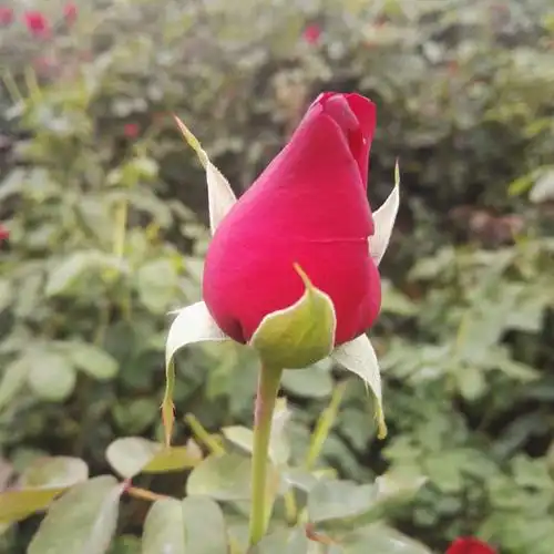 新鲜花可食用玫瑰花骨朵非花瓣纯露精油玫瑰酵素2斤装花苞