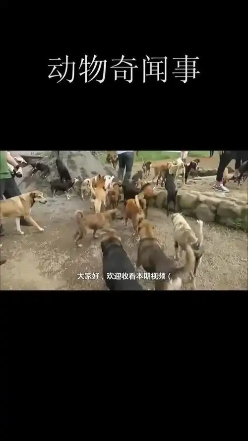 吉娃娃感觉不对劲跑回院子,镜头拍下狗狗被3条流浪狗叼走瞬间__财经