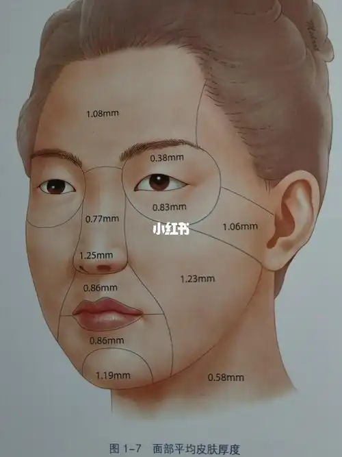 面部皮肤厚度_微针_学习_水光針_美妆_医美整形