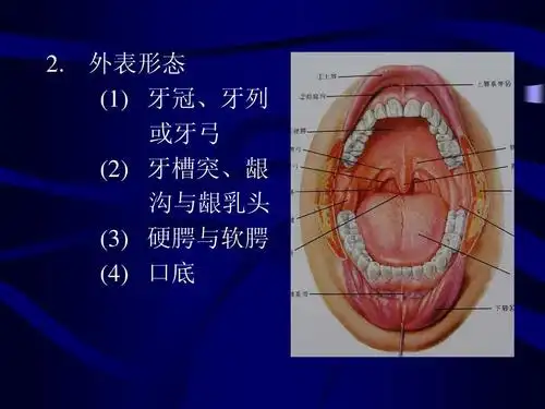 牙冠,牙列 或牙弓     牙槽突,龈 沟与龈乳头     硬腭与软腭
