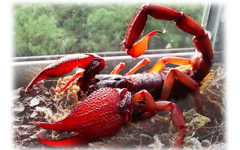 印度红爪雨林蝎vs帝王蝎vs彼得异蝎