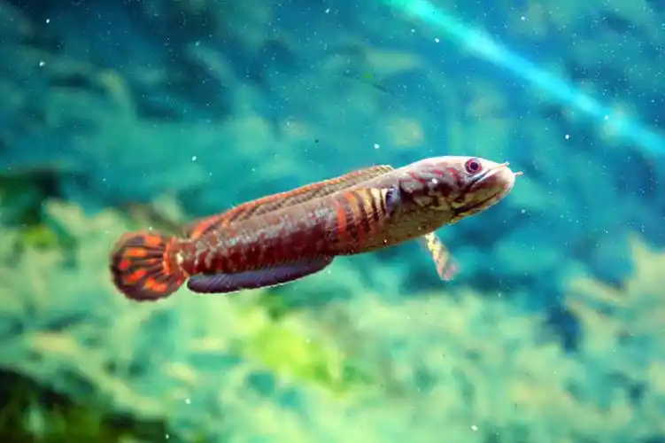 20105338cta拍七彩雷龙一份5月17号220000起最高价维持5分钟