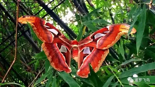 生态标杆 罕见巨型皇蛾现身泰国 展翅30厘米宽