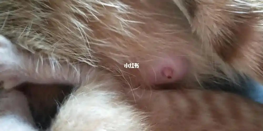 桔宝的乳头出血结痂了