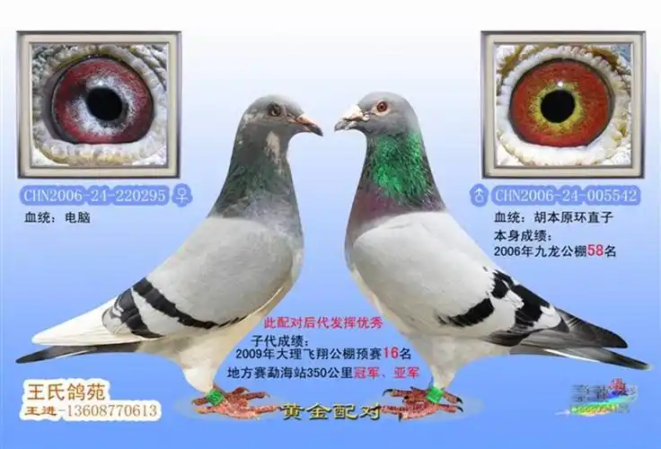 黄金配对-中信网各地鸽舍