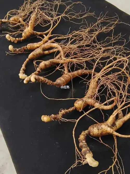 野山参8支,嘎嘎板正漂亮的老货,芦头全部都是堆芦,参体纹路又密又深