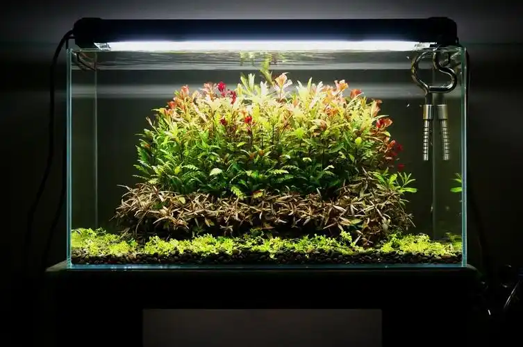 和大家分享我的一口荷兰式造景草缸