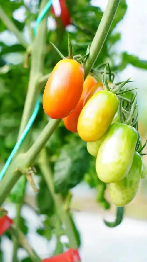 新年尝新品太平有爽甜玉女果新鲜上市