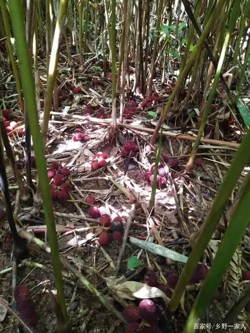 广东阳春特产春砂仁有什么作用和功效 - 坏妈妈育儿网