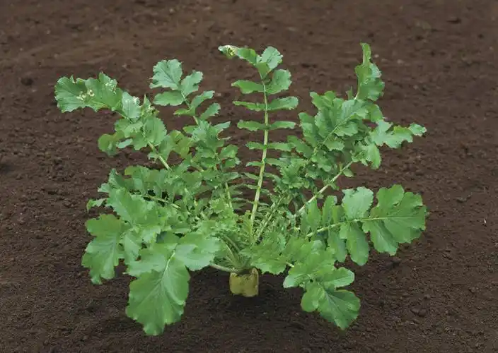 无人,横图,俯视,室外,特写,白天,萝卜,白萝卜,蔬菜,叶子,阴影,新鲜