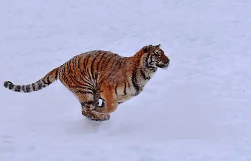飞奔的猛虎