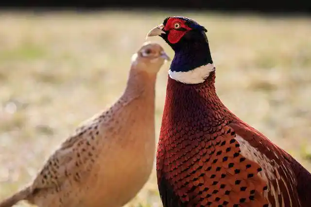 英国野鸡泛滥成灾民众可以肆意举枪猎杀马路上到处都是尸体