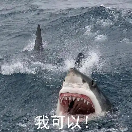鲨鱼图片表情包鲨鱼图片无水印表情包