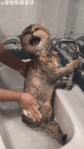 这么可爱的小猫咪洗澡澡不可以口吐芬芳哦
