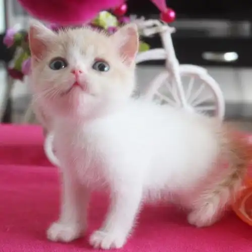 英短纯种乳白双色梵文英国短毛猫公猫幼猫活体宠物猫咪立耳英短