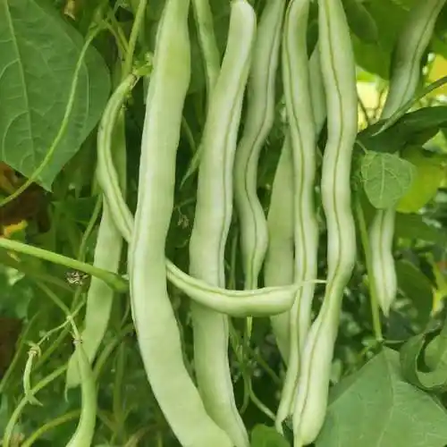 豆角新鲜芸豆不老白不老白大架白豆角九粒四季老来其它