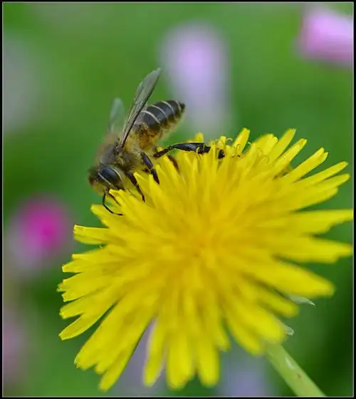 具菊花神韵的蒲公英