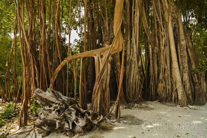 大型的古老树木长满了藤本照片-正版商用图片1nwpr5-摄图新视界